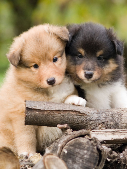 Deux chiots duveteux, l'un doré et l'autre noir et feu, reposent sur un tas de bûches à l'extérieur.