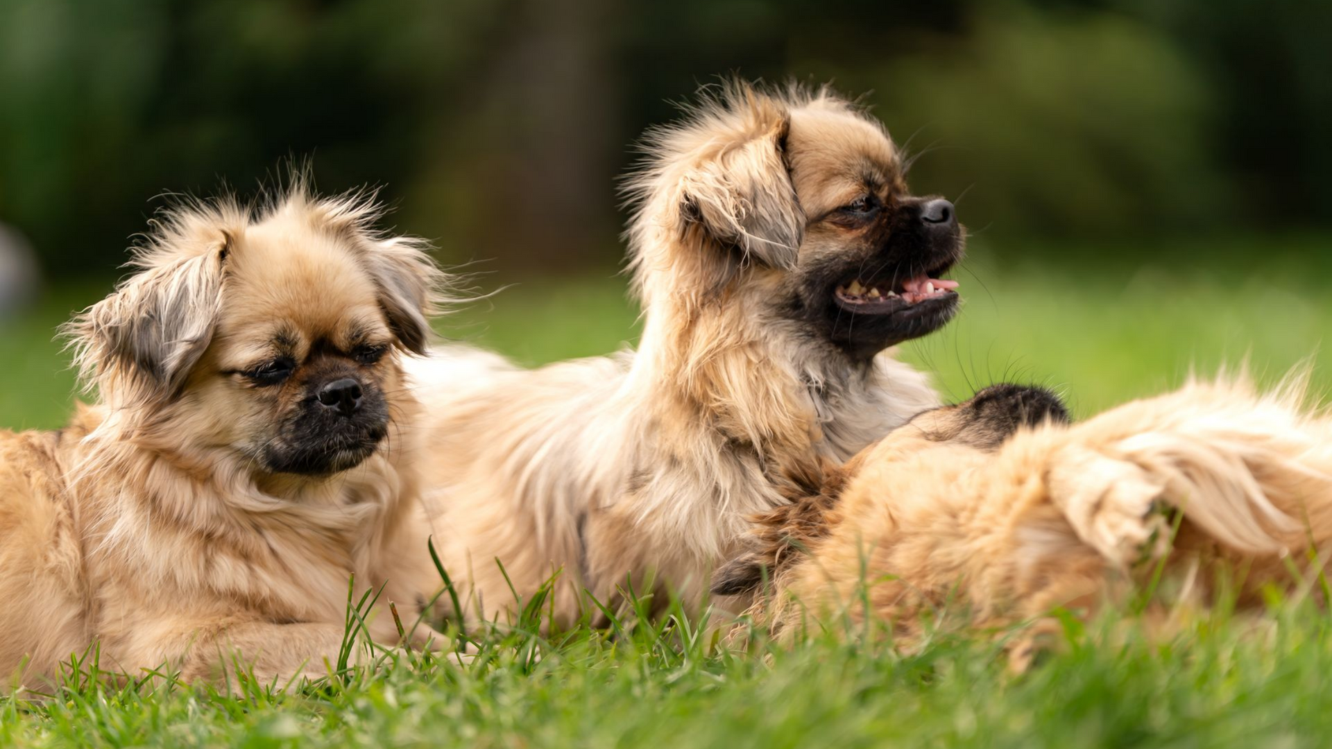 Trois chiens à poil long, brun clair, se reposent dans l'herbe.