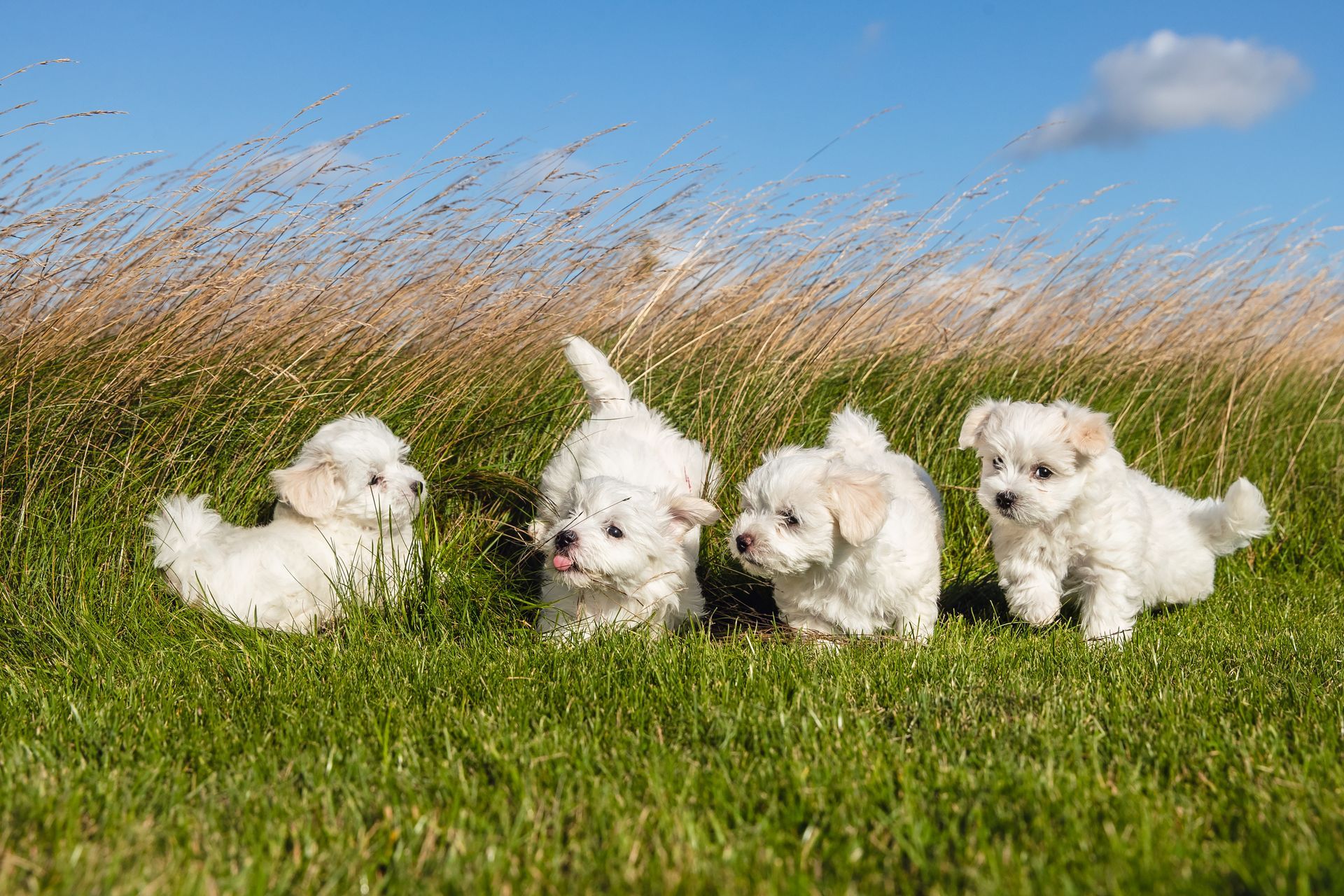 Quatre petits chiots blancs et duveteux jouent dans un champ d'herbe.