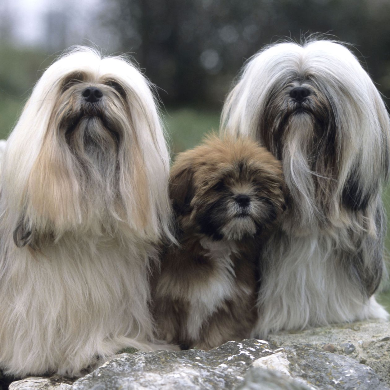 Deux chiens Lhasa Apso à poils longs et de couleur claire se tiennent à côté d'un petit chiot brun.