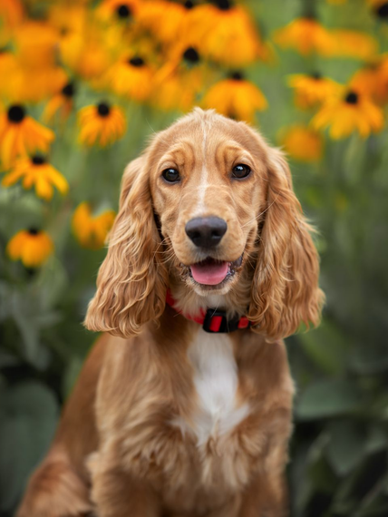 Un cocker Paniel anglais brun clair avec un collier rouge, assis au milieu de fleurs jaunes.