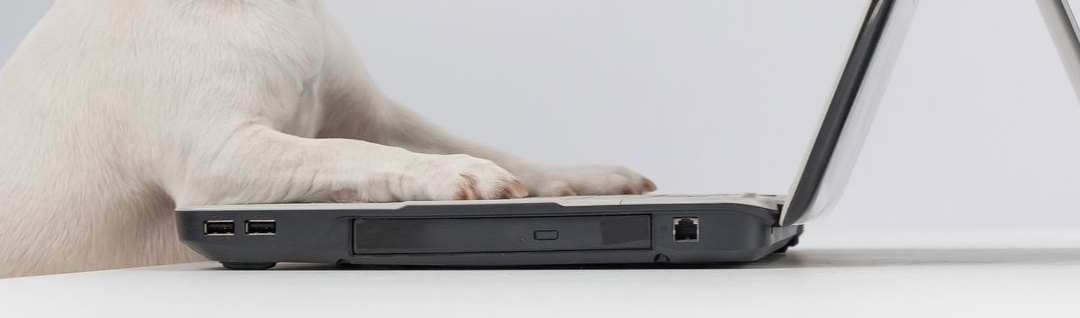 Les pattes d'un chien blanc posées sur le clavier d'un ordinateur.