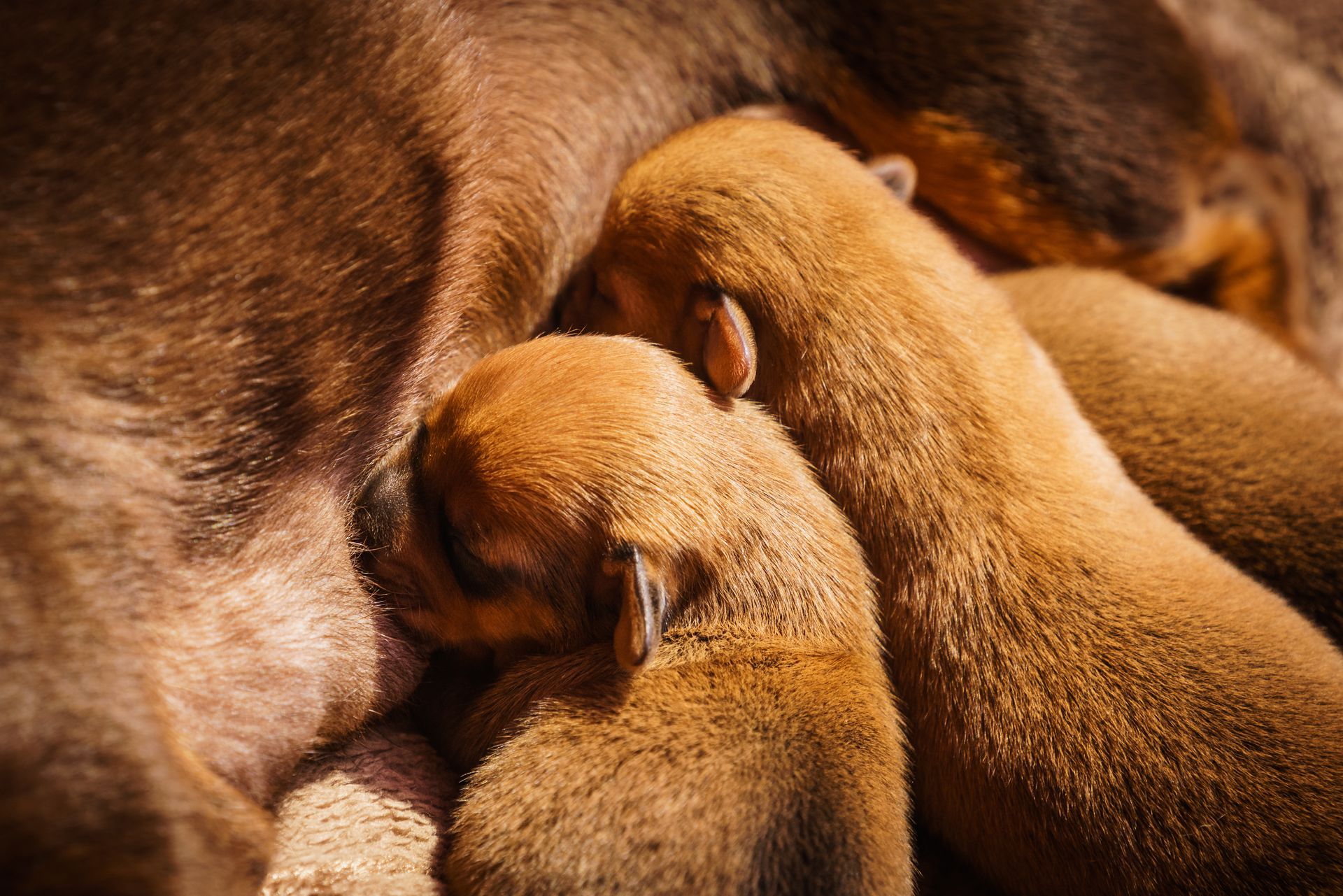 Petits chiots bruns tétant leur mère.