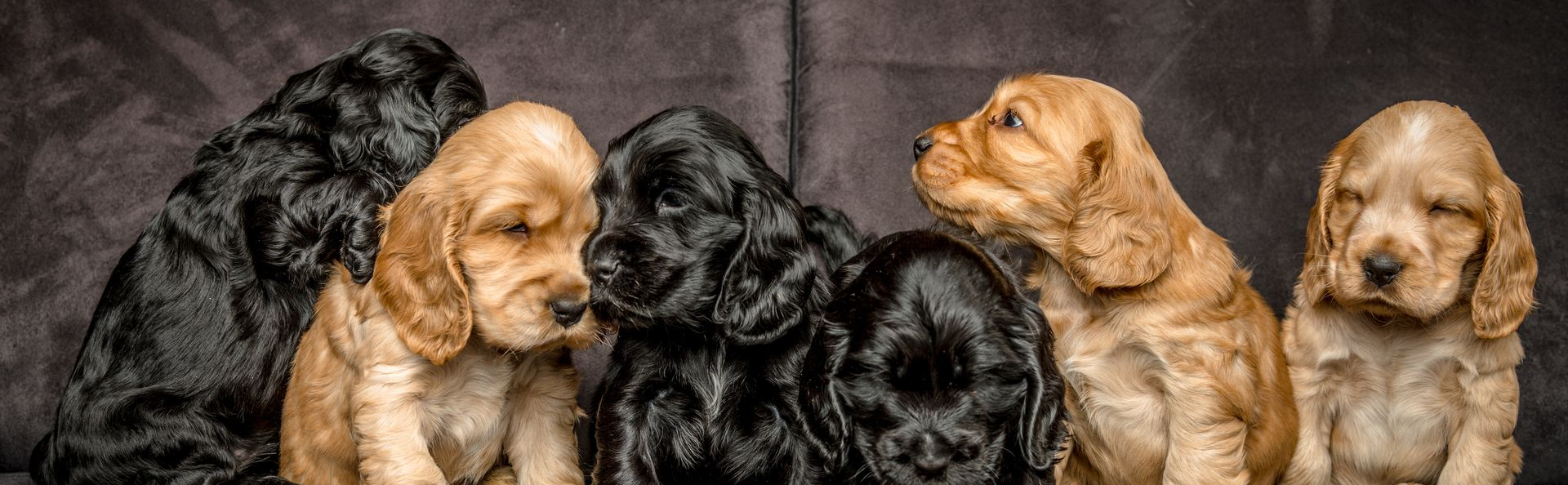 Une rangée de six chiots cocker spaniel au pelage doré et noir assis.