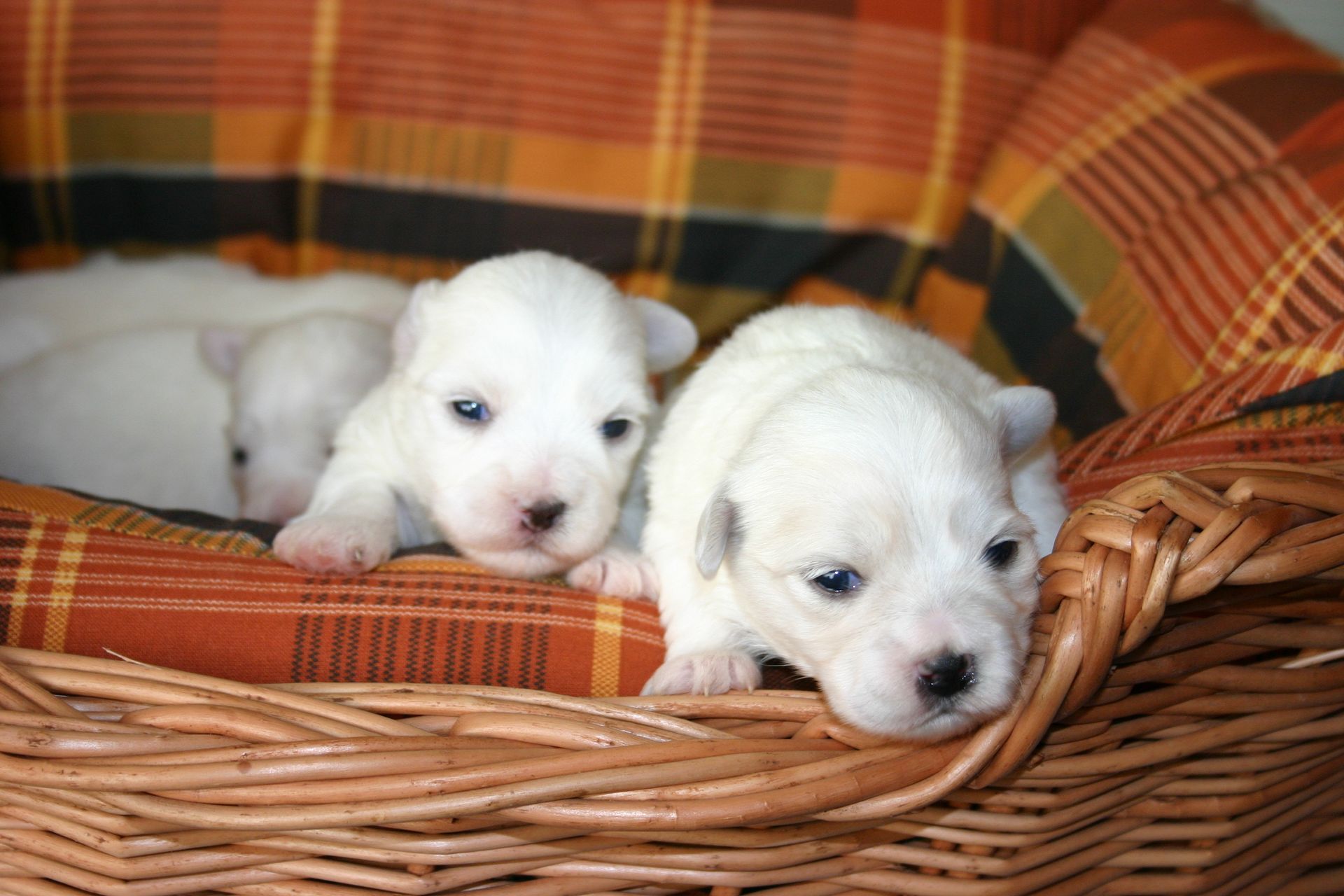 Trois petits chiots blancs se reposent dans un panier en osier.