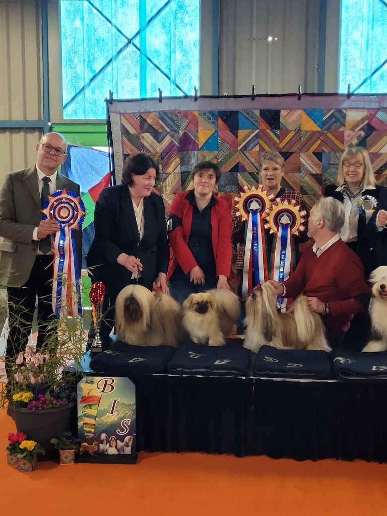 Une présentation canine mettant en scène quatre personnes et quatre chiens sur une scène.