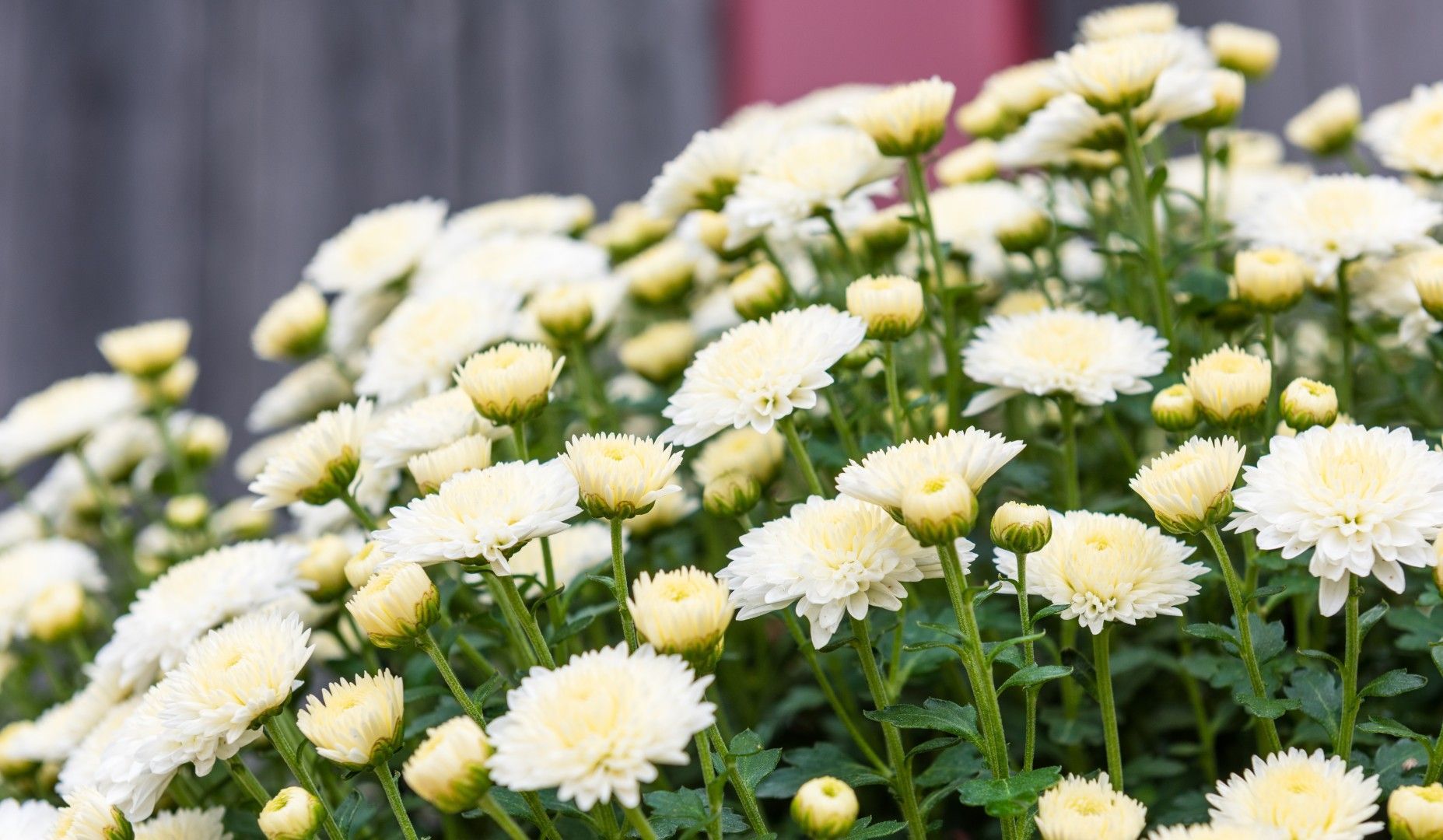 Margaritas blancas floreciendo en un jardín, con tallos verdes sobre un fondo gris suave