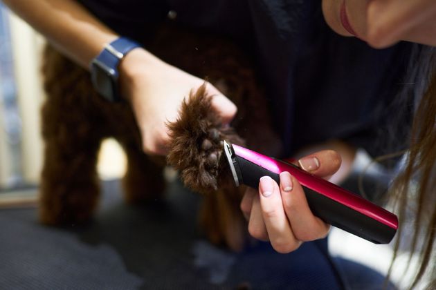 Une personne brosse le pelage d'un petit chien brun avec une brosse rose et noire à l'extérieur.