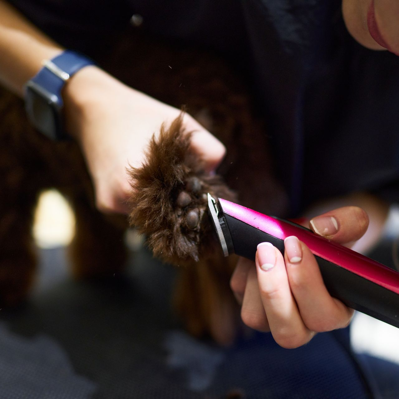 Des mains tondent le pelage d'un chien brun avec une tondeuse électrique rose