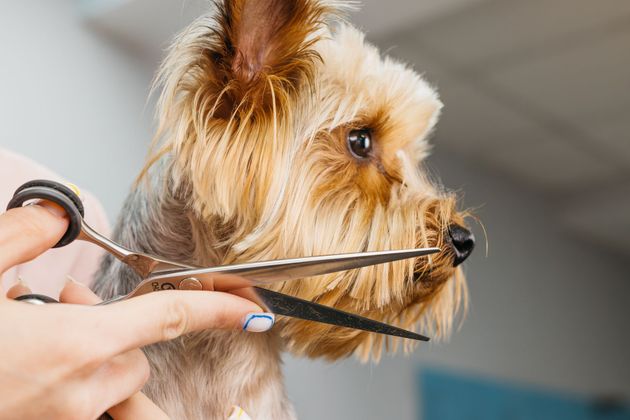 Petit chien brun toiletté avec des ciseaux près du visage