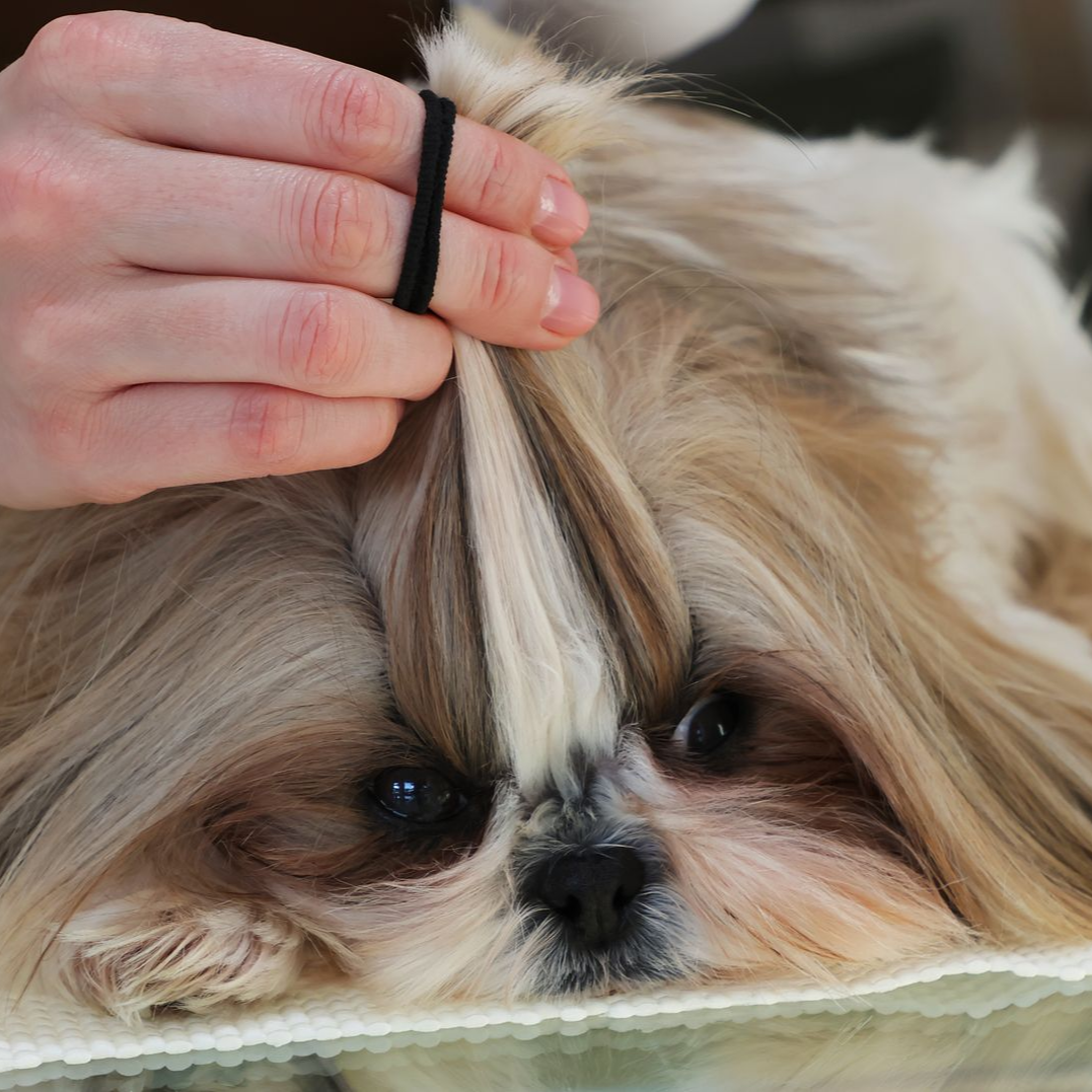 Toilettage à la main d'un petit chien duveteux au pelage beige et blanc, allongé calmement sur une serviette