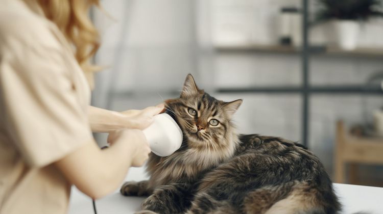 Une personne brosse le pelage duveteux d'un chat à l'intérieur avec une brosse de toilettage blanche.