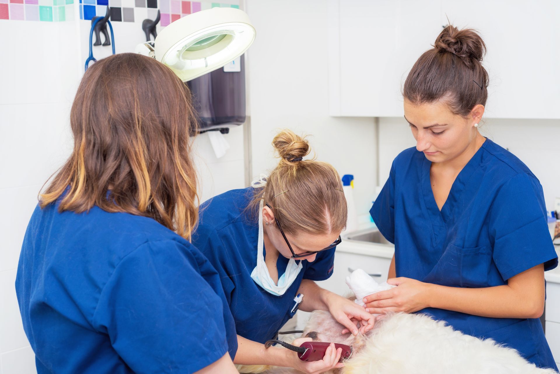 Des vétérinaires en blouse bleue examinent un petit chien dans une clinique.
