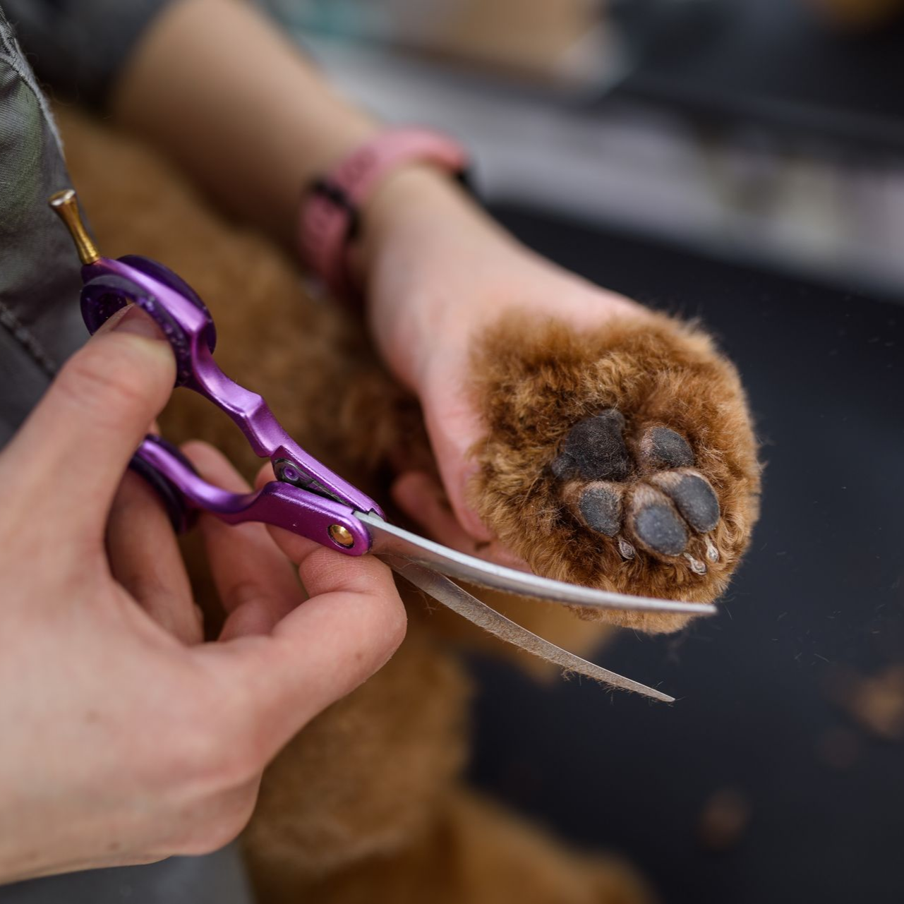Ciseaux de toilettage violets coupant les poils de la patte d'un chien brun qui repose dans une main