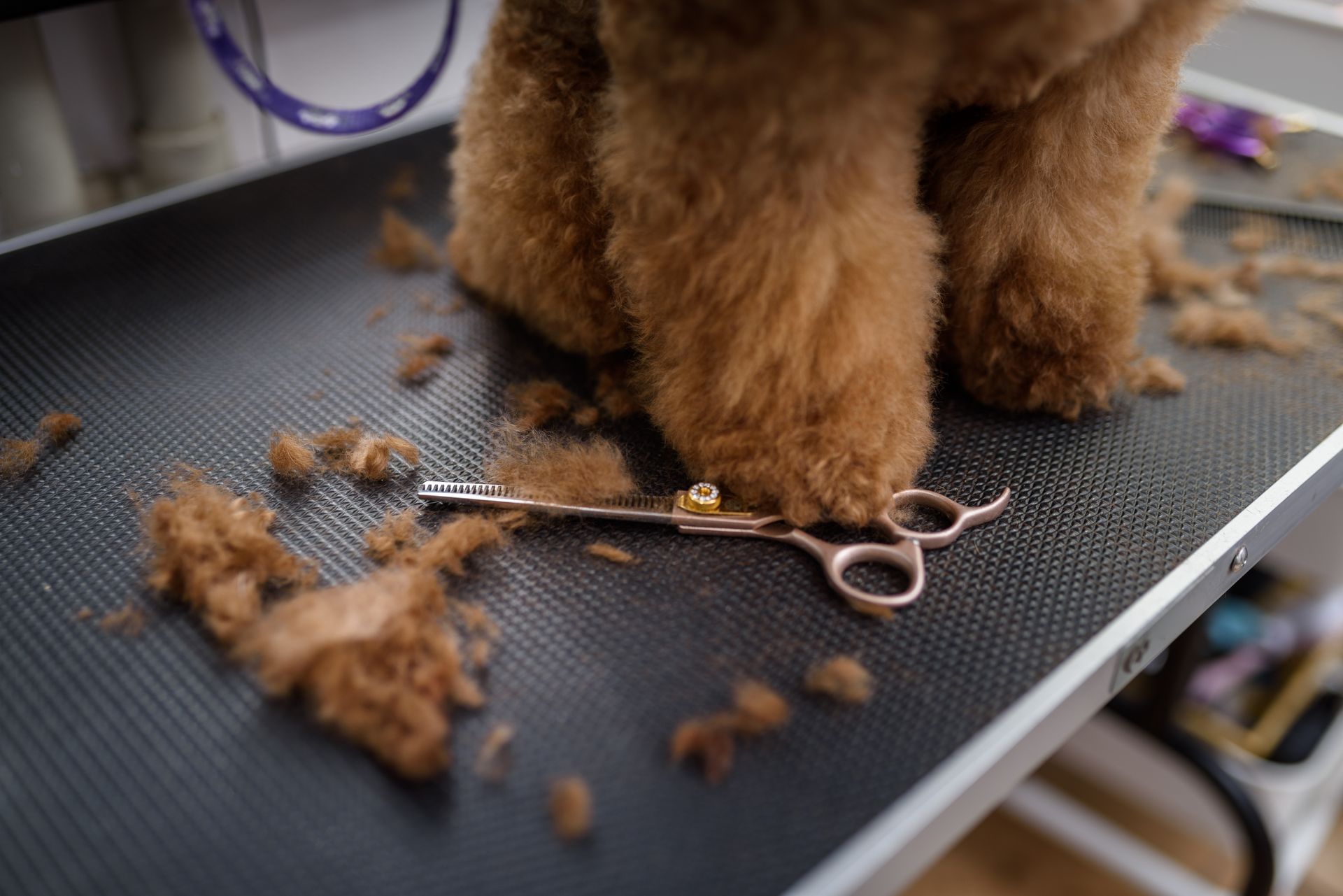 Des pattes de chien marron sur une table de toilettage, à côté de ciseaux et de poils détachés.
