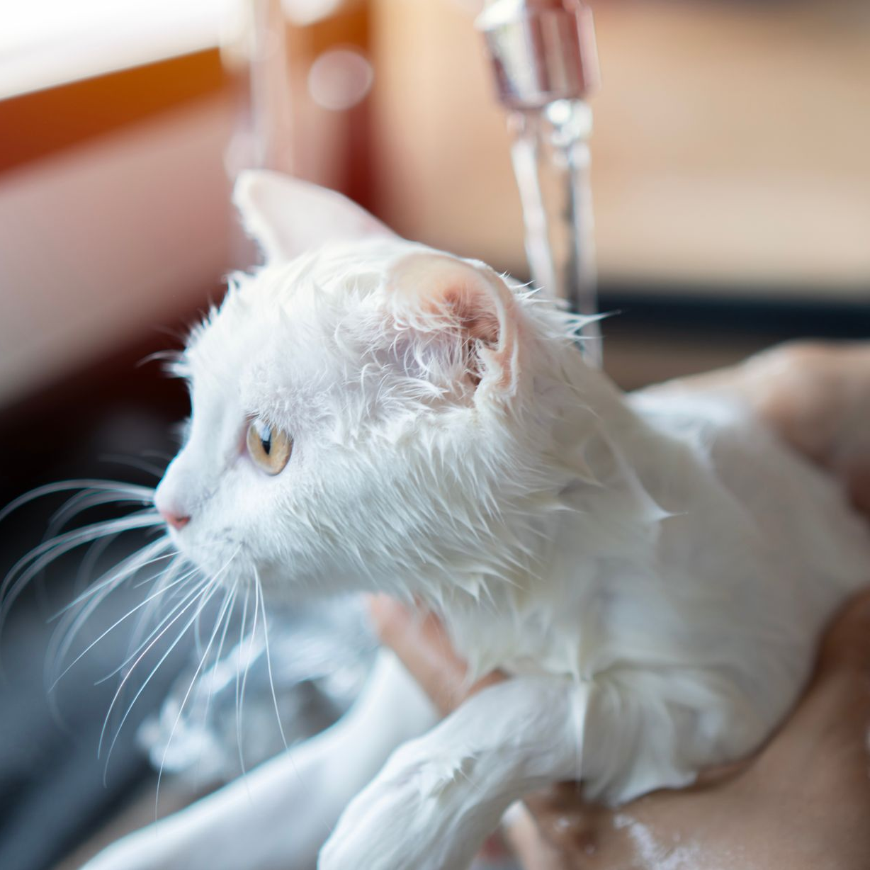 Chat blanc baigné sous l'eau courante dans un évier