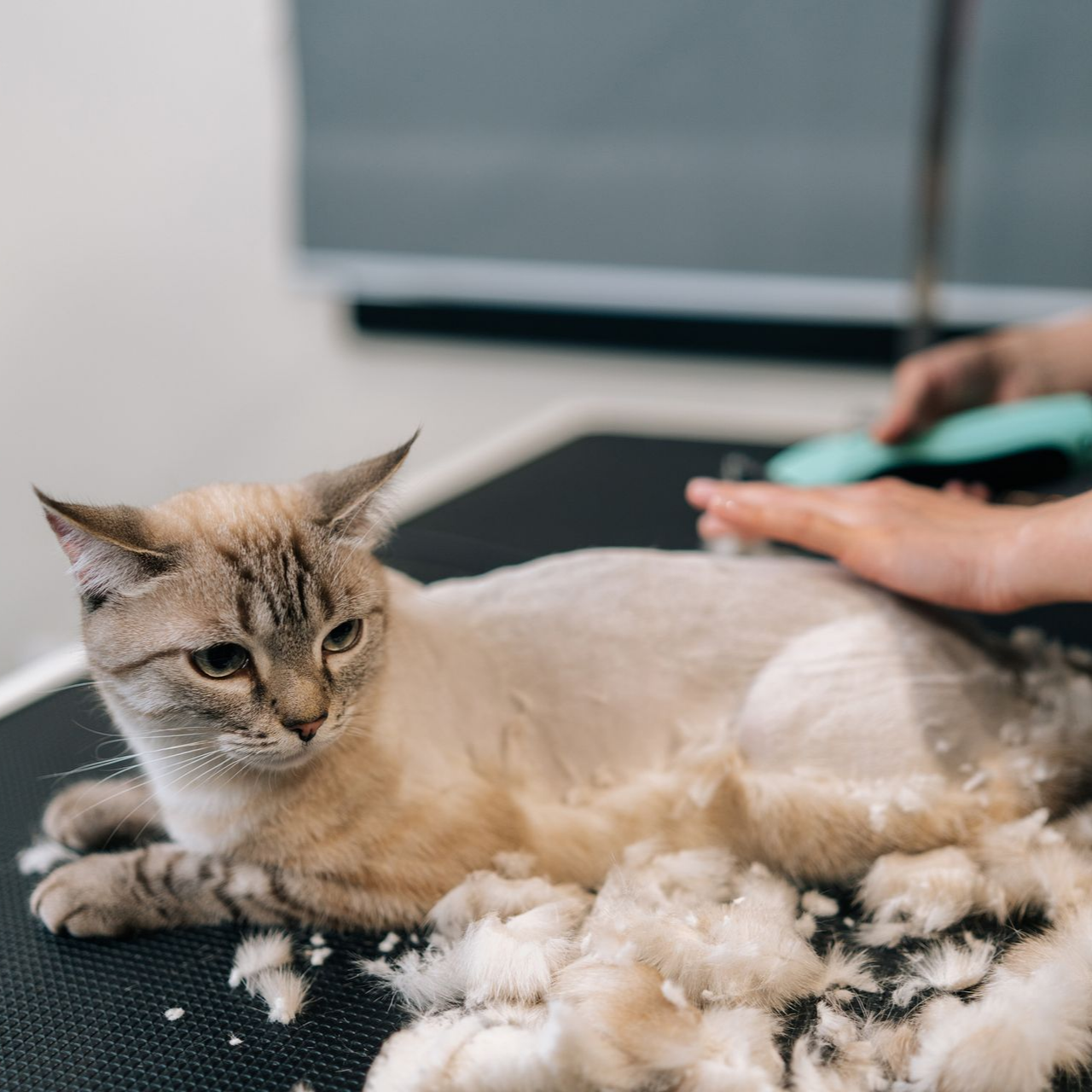 Chat brossé sur un tapis, entouré de touffes de poils, une main tenant une brosse.
