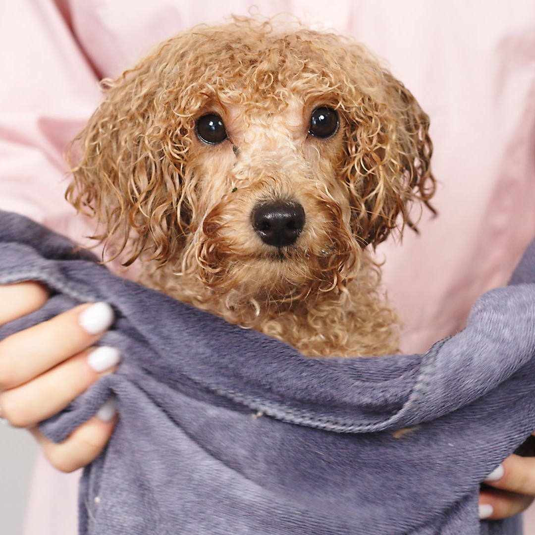 Petit chien brun à poils bouclés, enveloppé dans une serviette grise, regardant l'objectif.