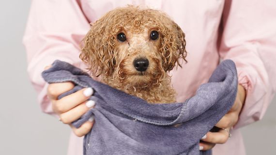 Chien mouillé à poils bouclés, enveloppé dans une serviette grise, tenu par des mains vêtues d'une chemise rose