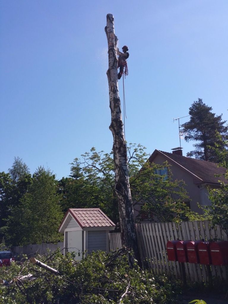 Työntekijä kiipeää korkeaa, riisuttua puunrunkoa pitkin takapihalla, talon ja vajan lähellä.
