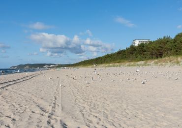 Plaża z mnóstwem mew