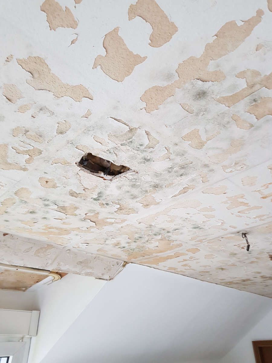 Austausch von schimmelbefallenen Gipskartondecken