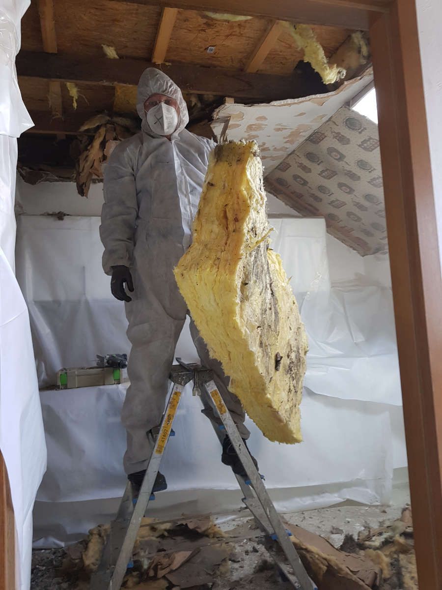 Austausch von schimmelbefallenen Gipskartondecken