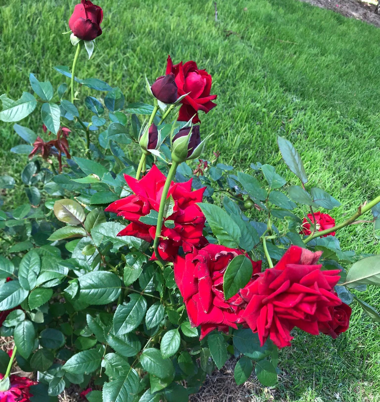 Rosas rojas floreciendo en un arbusto verde, sobre un fondo de hierba.