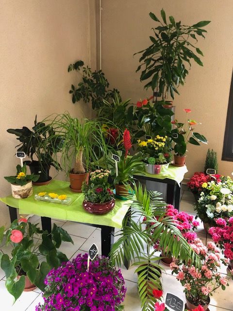 Plantes en exposition