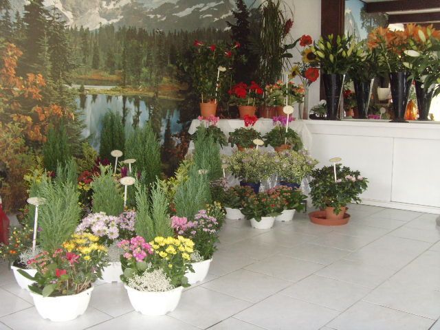 Magasin avec un large choix de fleurs