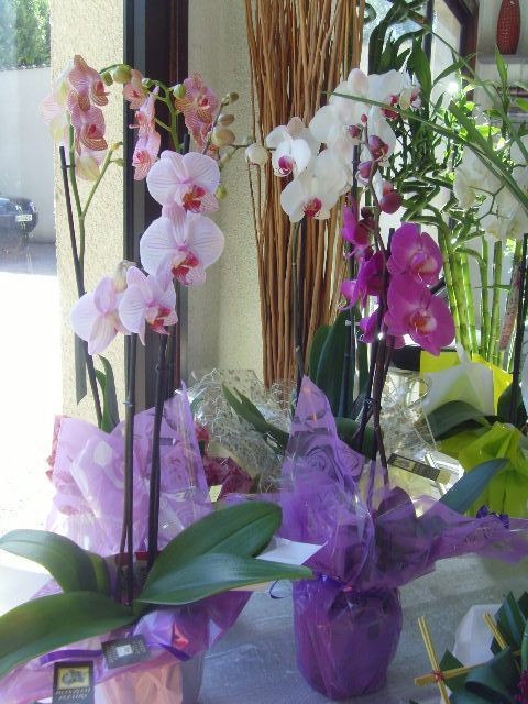 Deux orchidées emballées