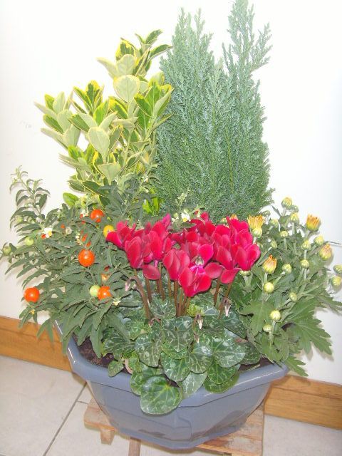 Pot de fleurs avec des couleurs oranges,rouges et jaunes