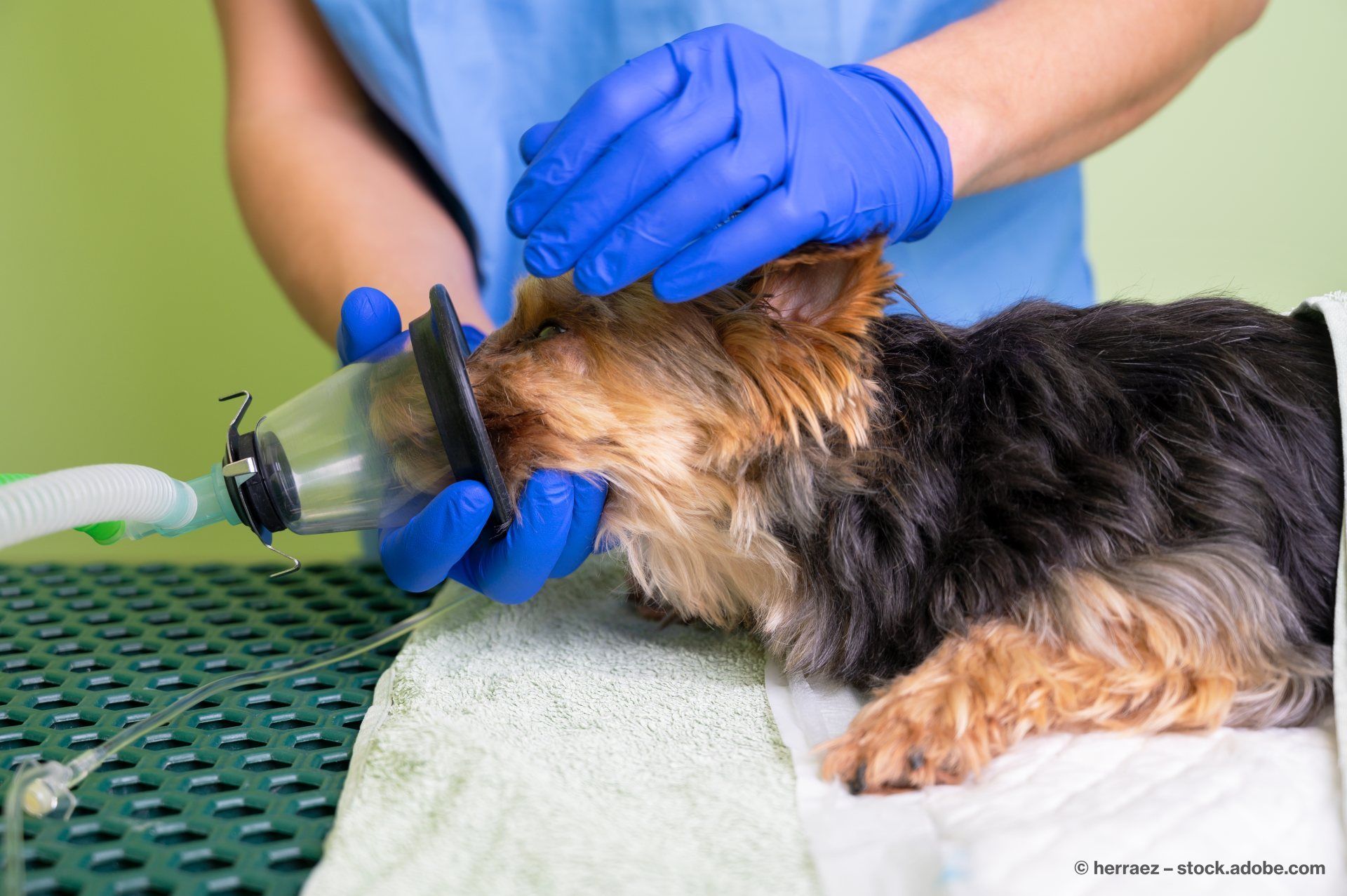 Ein Hund bekommt ein Anästhetikum