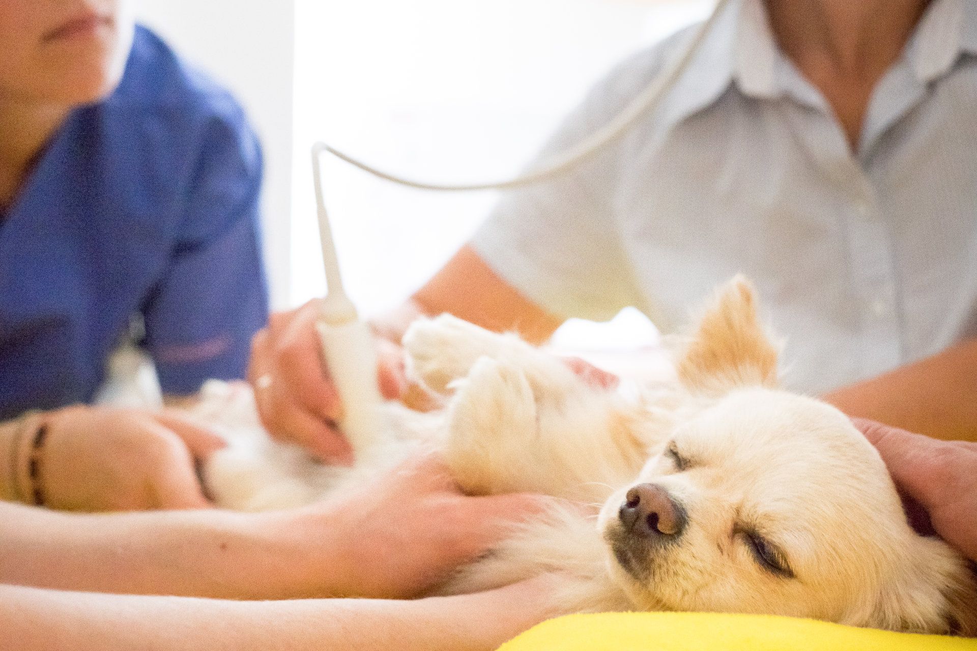 Ultraschall-Bild auf einem Monitor