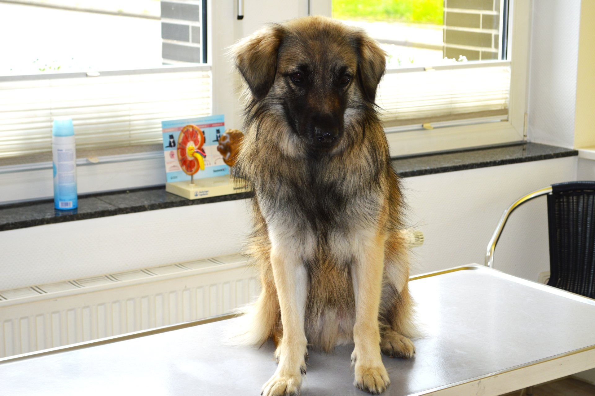 Ein Hund in einem Behandlungszimmer
