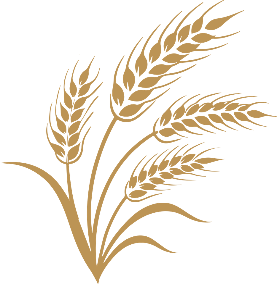Épis de blé dorés sur fond blanc, disposés en un emblème stylisé de grain