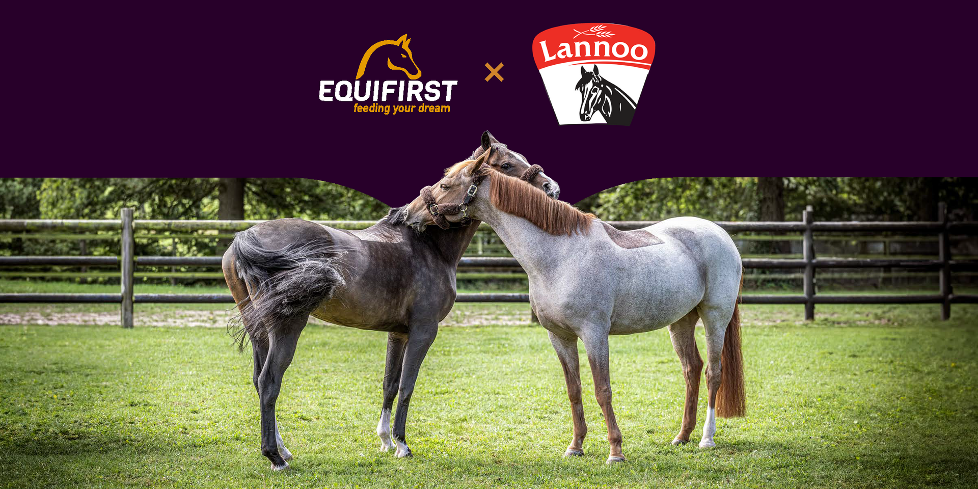 Equifirst x Equilannoo