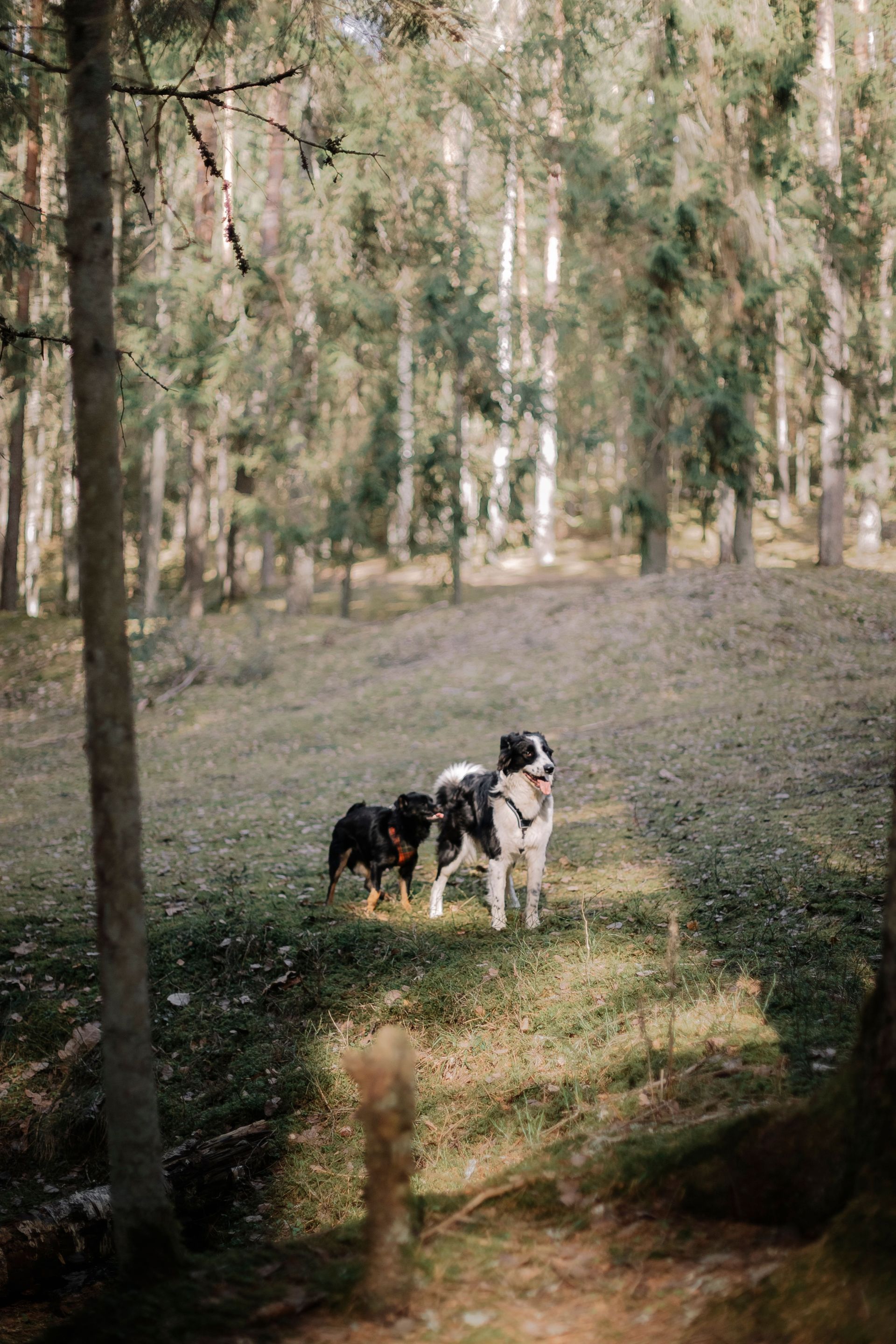 Zwei Hunde stehen auf einer sonnigen Waldlichtung, einer schwarz-braun und einer weiß-schwarz.