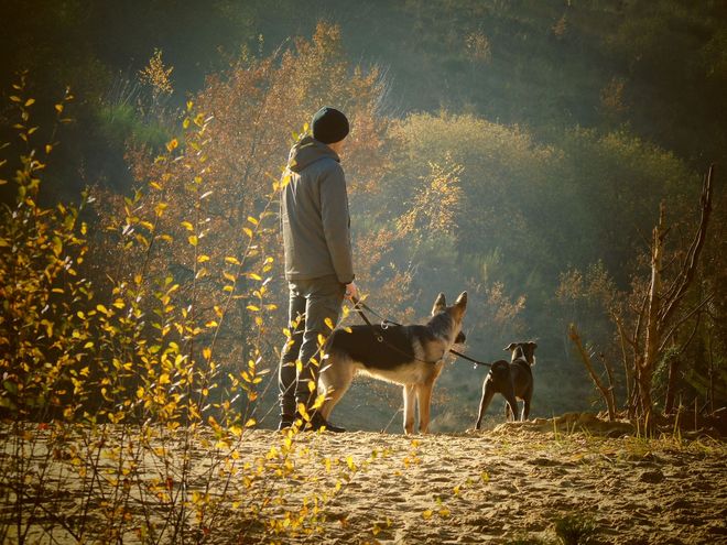 Eine Person steht mit zwei Hunden auf einer sonnenbeschienenen Herbstwiese.