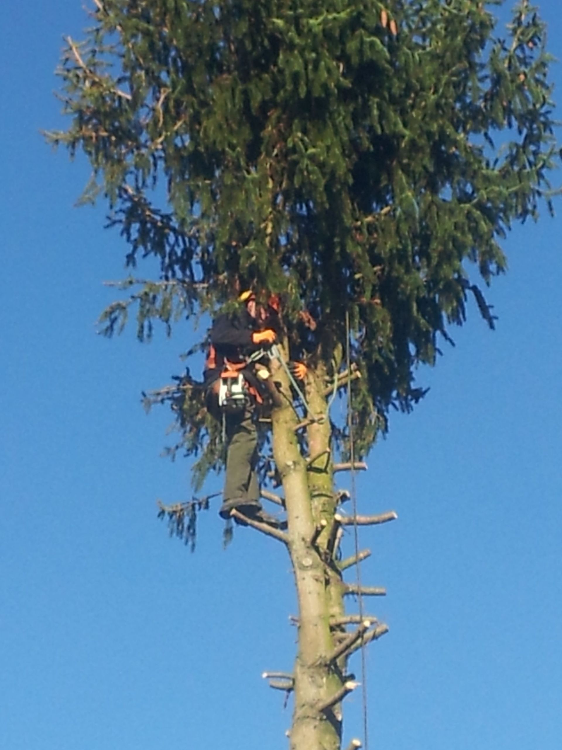 Elagage d'arbres - Brugère Jardin SA à Peseux