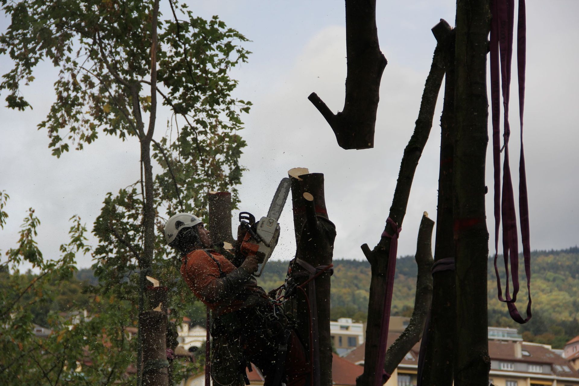 Elagage - Brugère Jardin SA