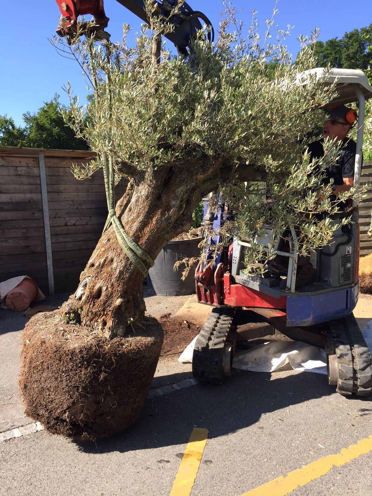 Brugère Jardin SA - transport d'arbre à planter