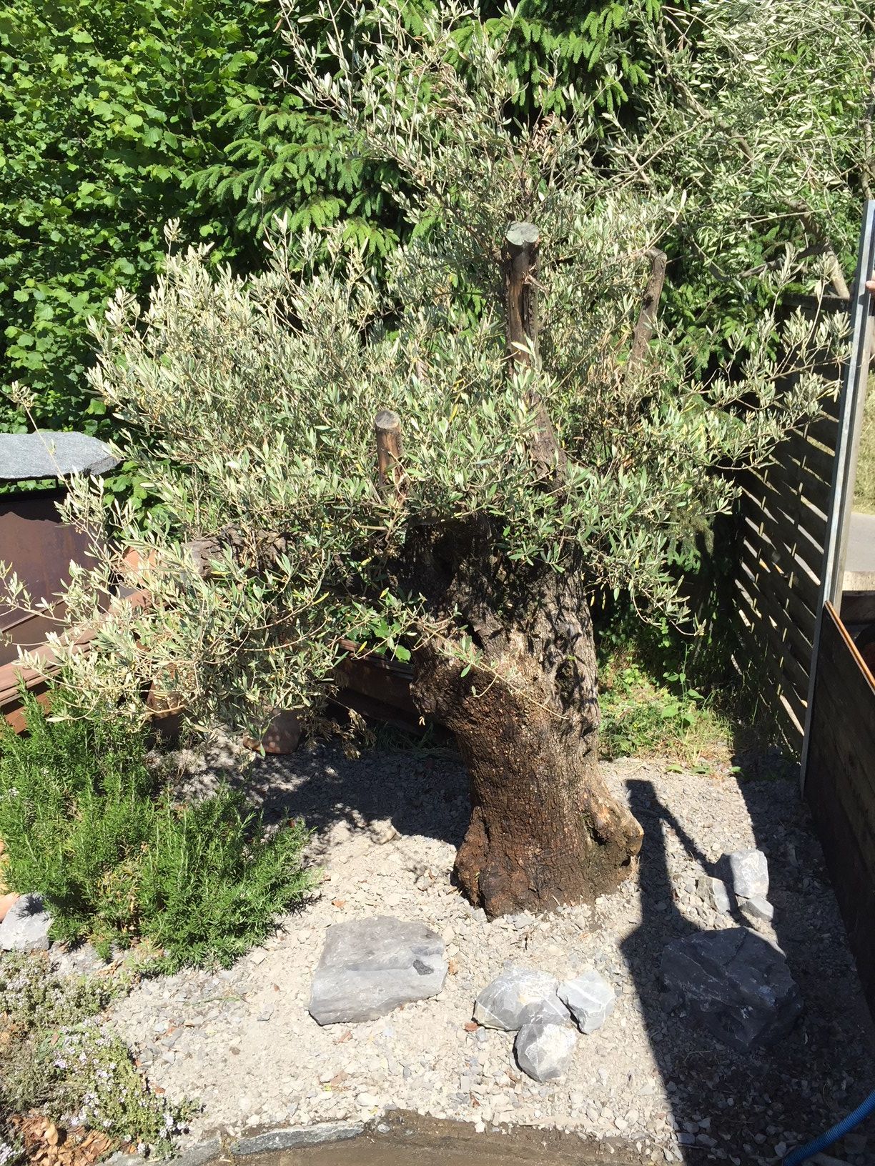 Brugère Jardin SA - plantation d'arbuste