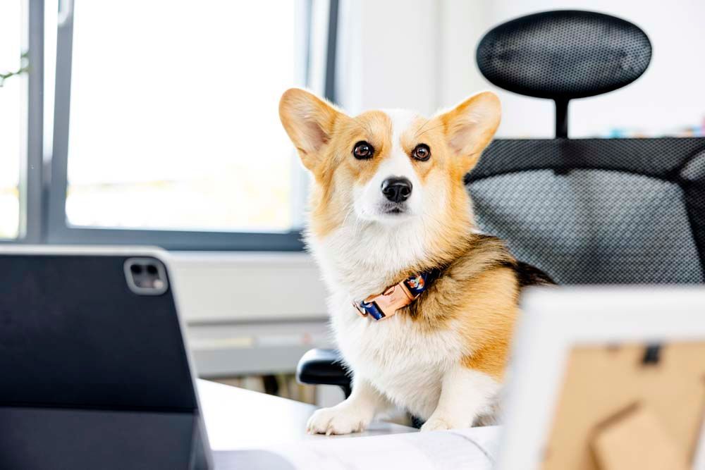 Ein Corgi-Hund sitzt auf einem Schreibtisch vor einem Laptop.
