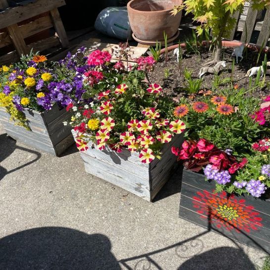 Mit Blumen gefüllte Blumenkästen für die Gartenpflege- und Gestlatung