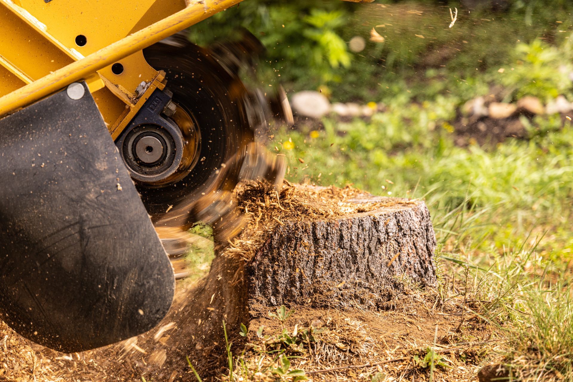 Une rogneuse de souches jaune coupe une souche d'arbre, projetant des copeaux de bois dans la pelouse.