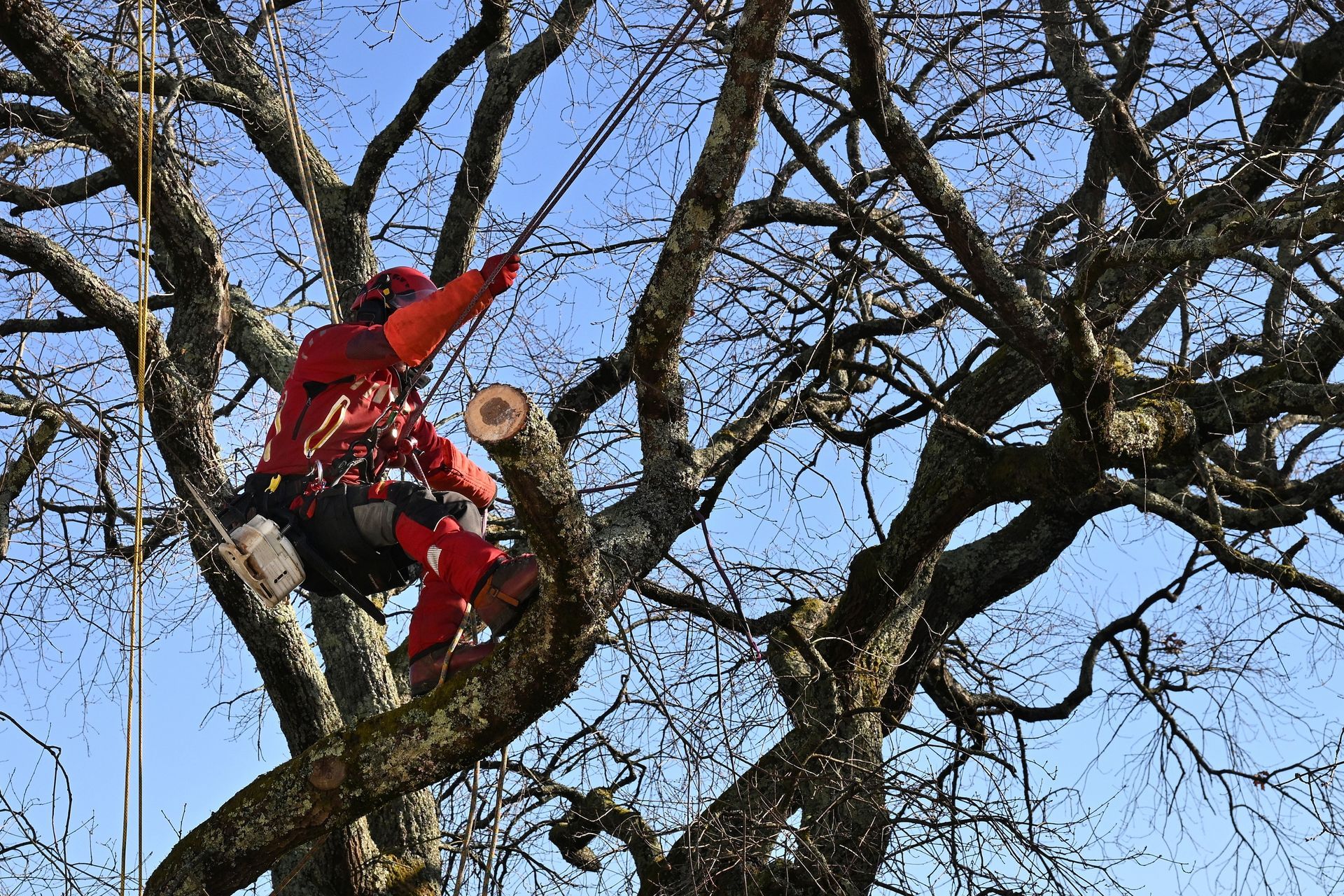 Une personne vêtue de rouge grimpe à un arbre tout en élaguant des branches à la tronçonneuse.