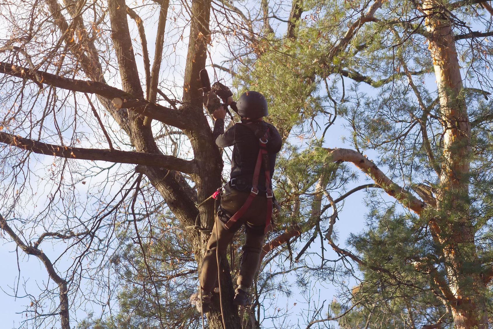 Un élagueur grimpe à un arbre dans une zone boisée sous un ciel bleu.