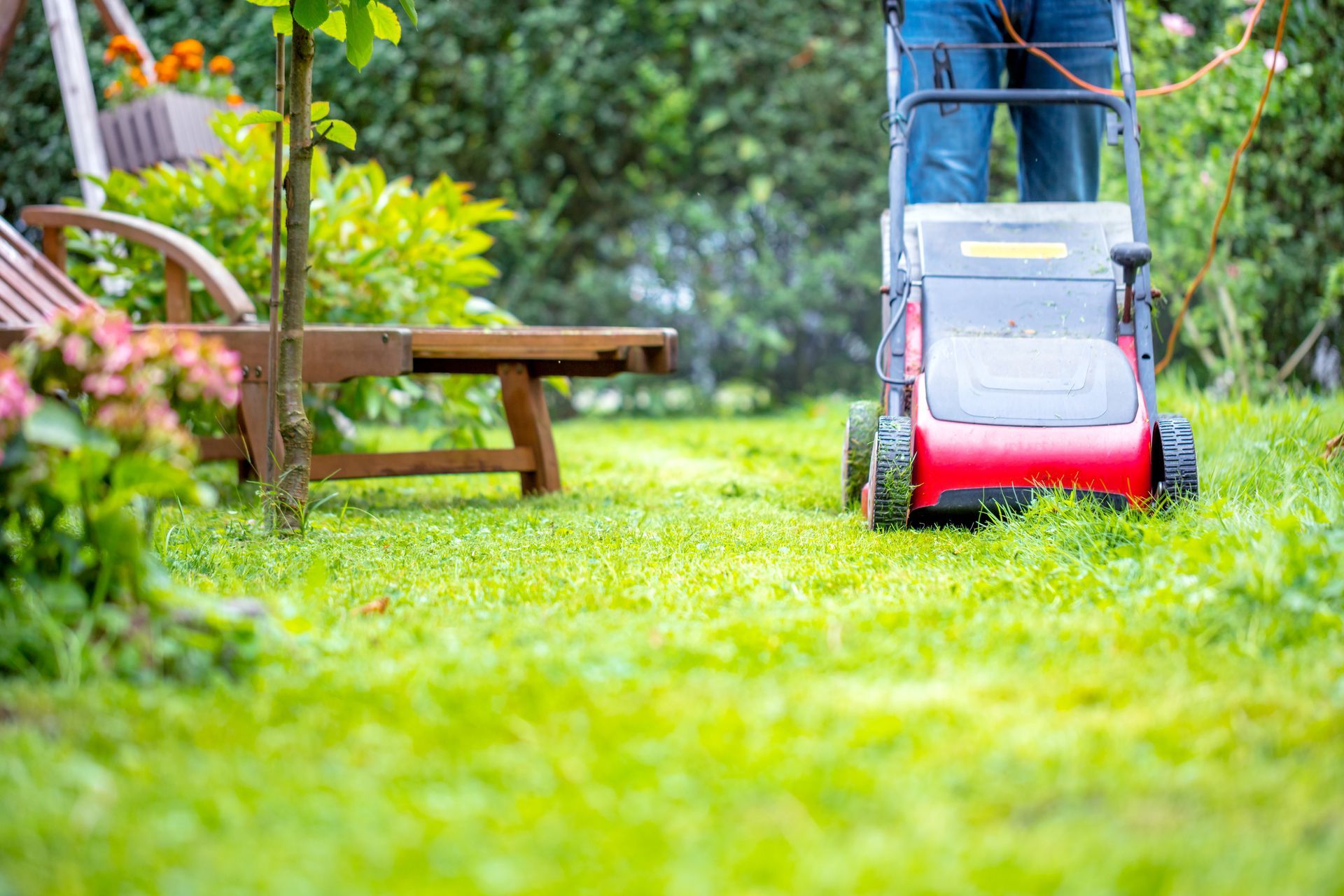 Une personne tond une pelouse verdoyante et luxuriante avec une tondeuse à gazon manuelle rouge et grise dans un jardin.