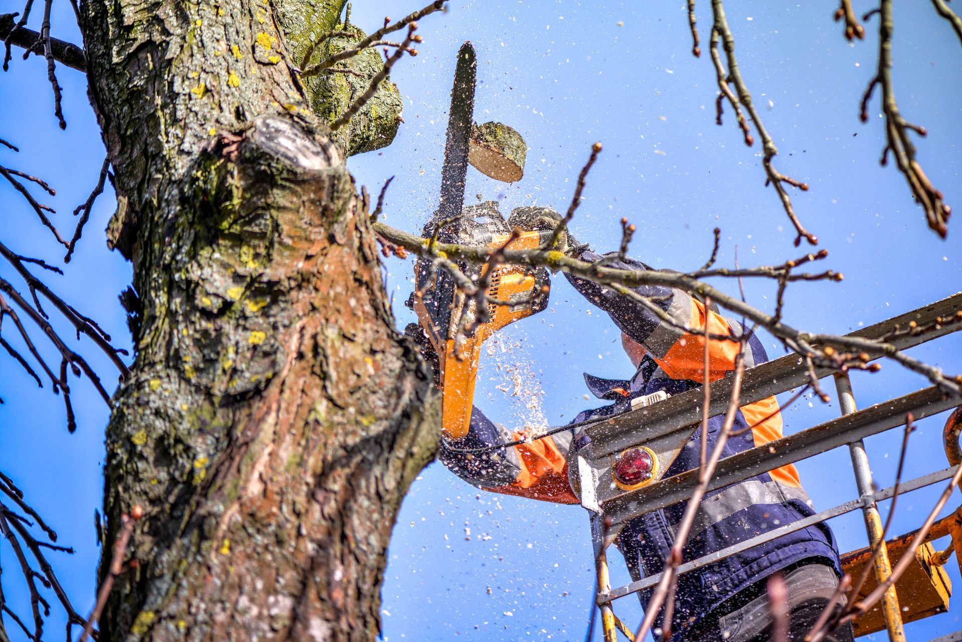 Un élagueur en tenue de sécurité orange coupe les branches d'un grand arbre sur fond de ciel bleu.
